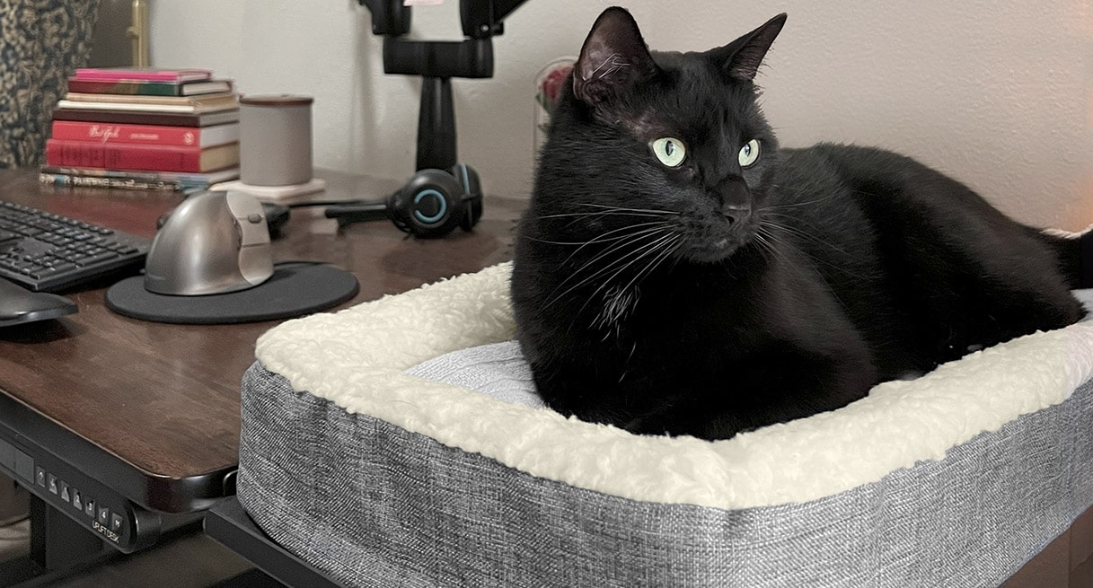 Binx the cat chilling on a Desk Pet Bed on a desk extension