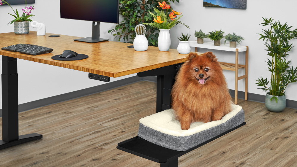 A fluffy Pomeranian on a Pet Bed sitting in the Sidecar Shelf attached to an Uplift Standing Desk.