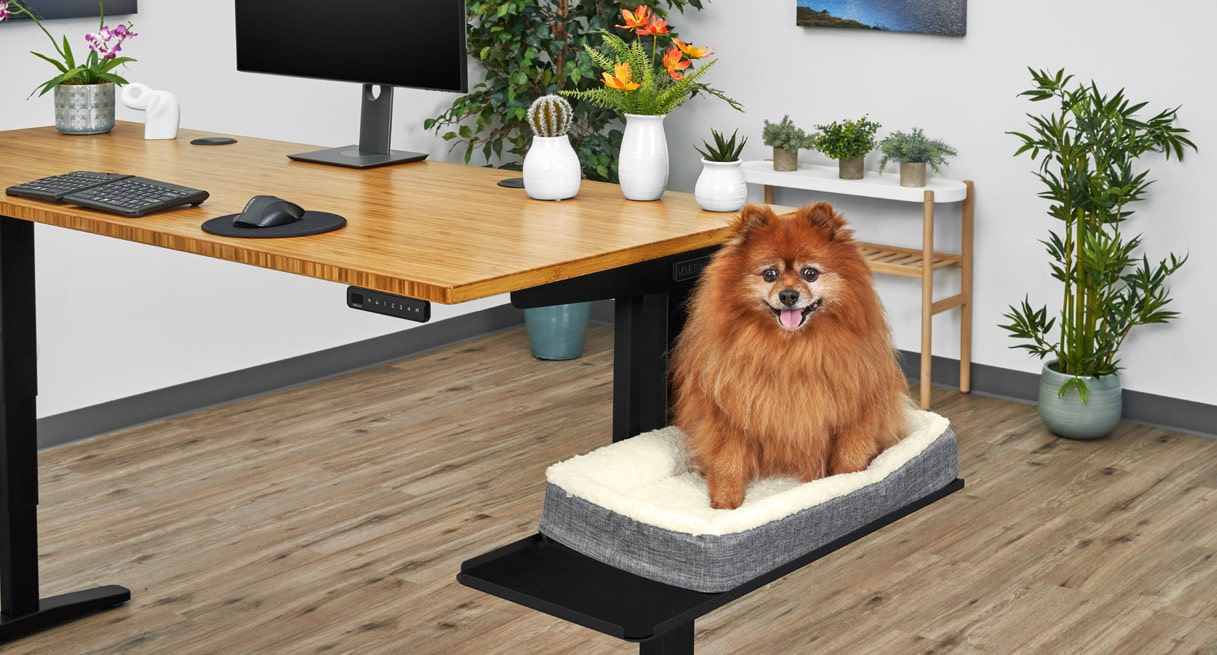A precious pupper sitting on top of a Pet Bed mounted to a Sidecar Shelf