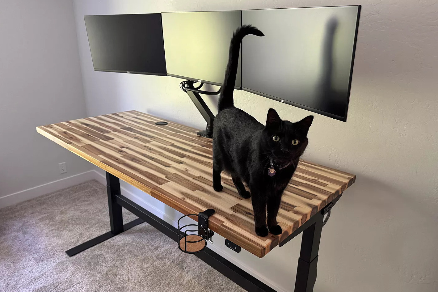 Black cat happily standing on top of an Uplift Standing Desk with an Acacia Butcher Block desktop.