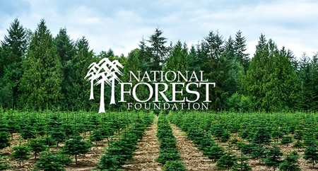 New trees are planted to offset trees used for lumber